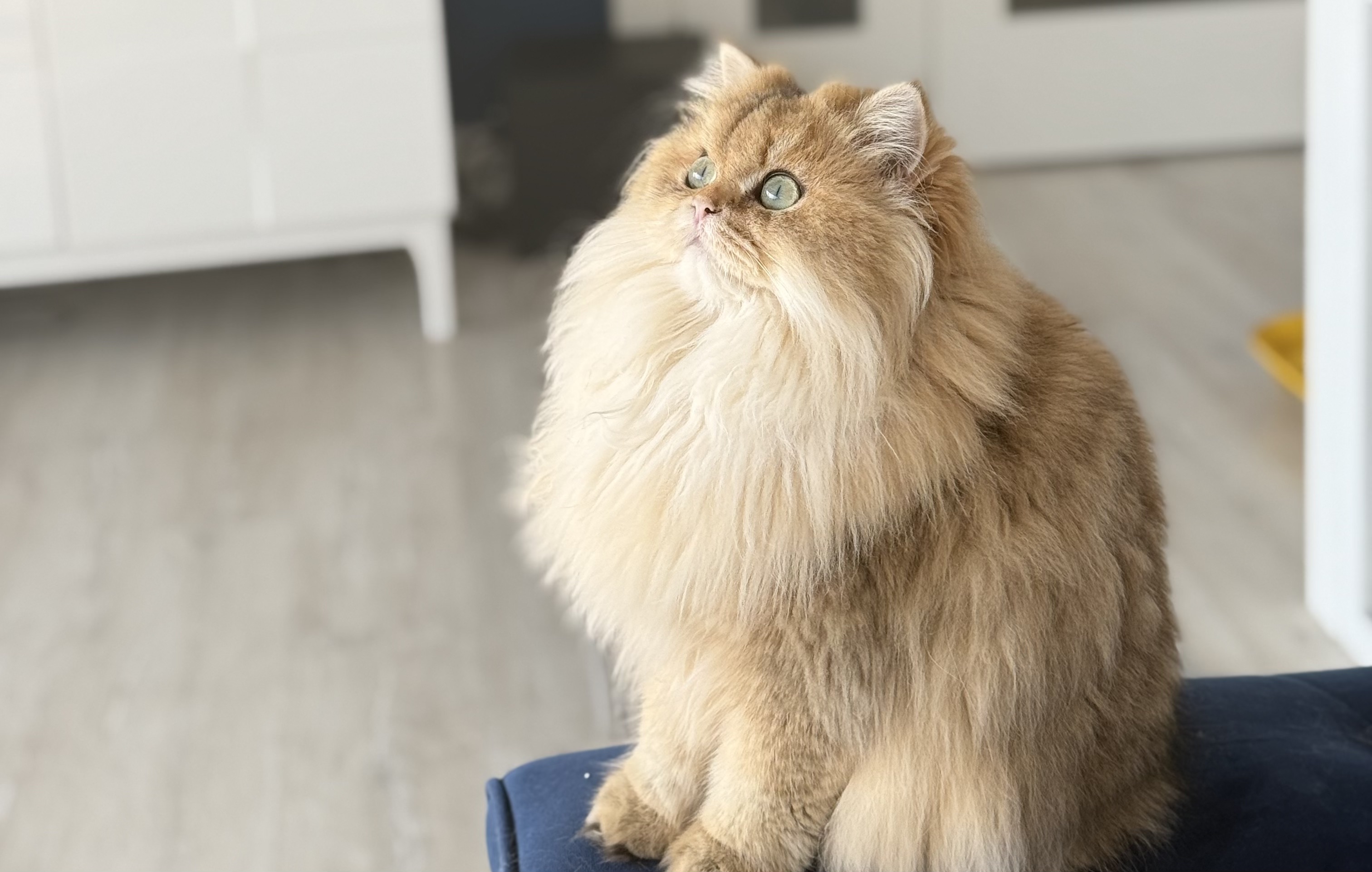lidea. kedimolsa cattery